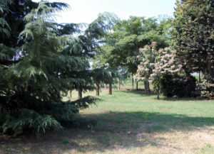 Allevamento Chow Chow Ceppo Rosso - una parte del giardino