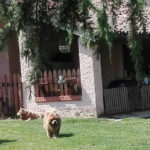 Ceppo Rosso Chow Chow