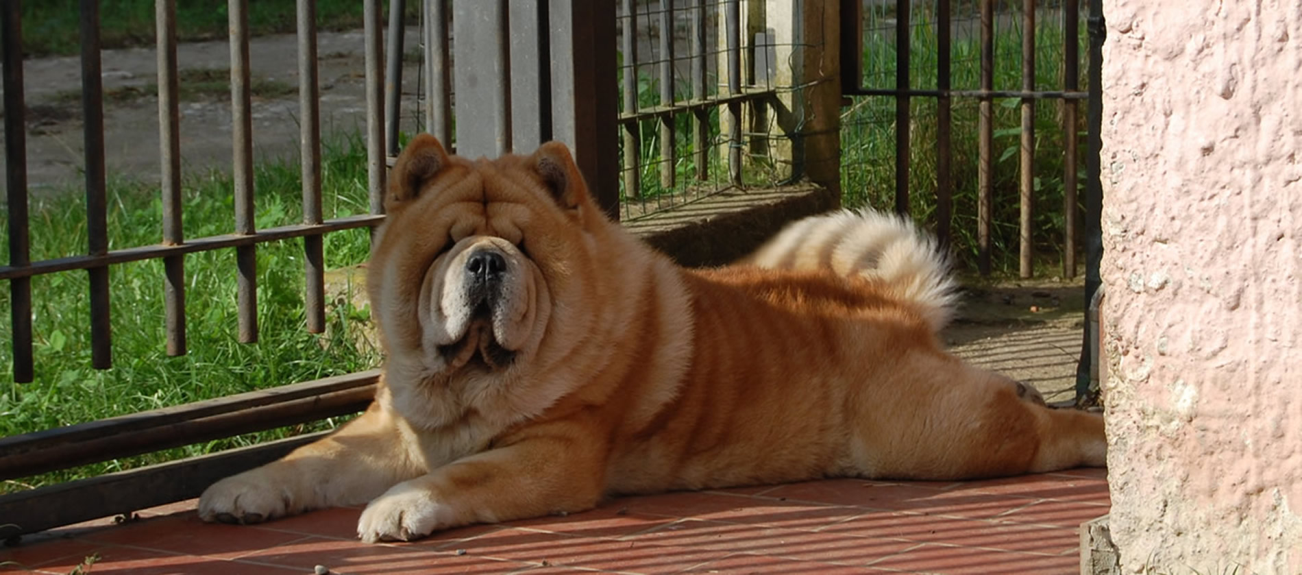 Allevamento Chow Chow a pelo corto e a pelo lungo Ceppo Rosso